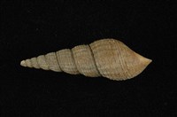 藏品(網蜷)的圖片